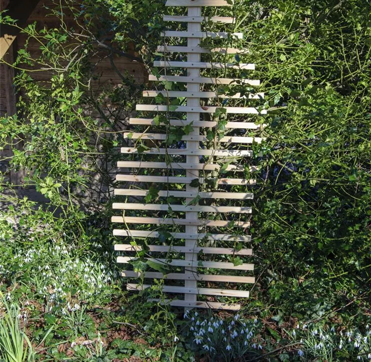 Rankhilfe Fraxinus-Blatt