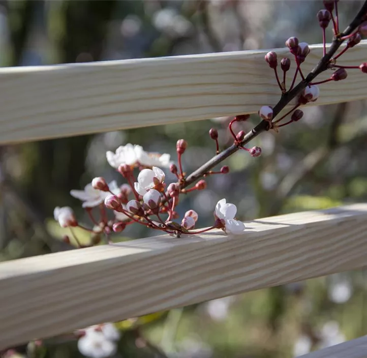Rankhilfe Fraxinus-Blatt