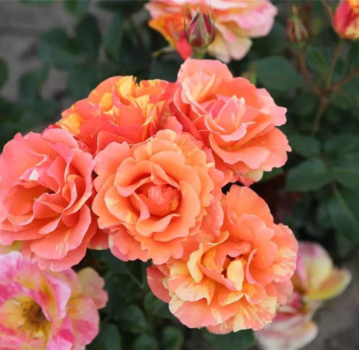 Beetrose 'Lollipop'®