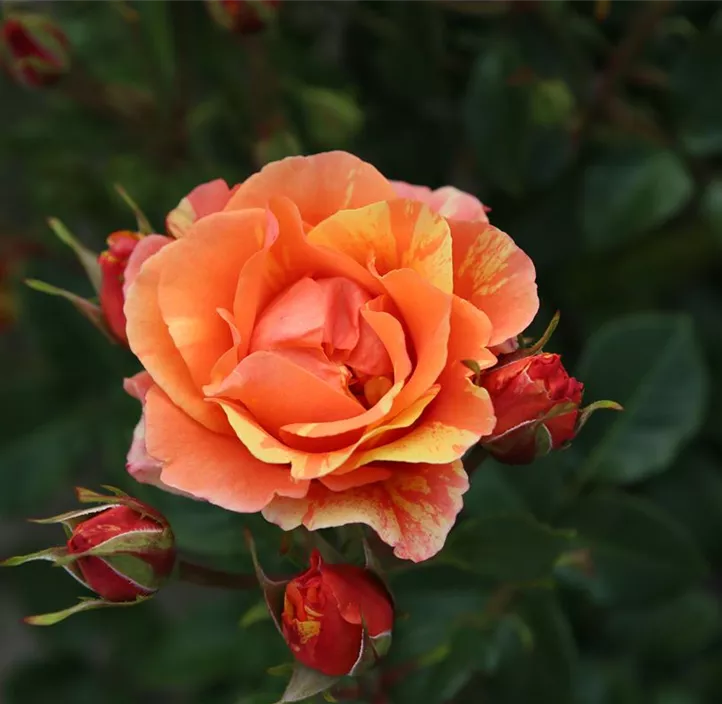 Beetrose 'Lollipop'®