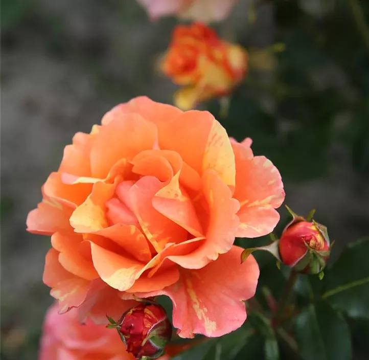 Beetrose 'Lollipop'®