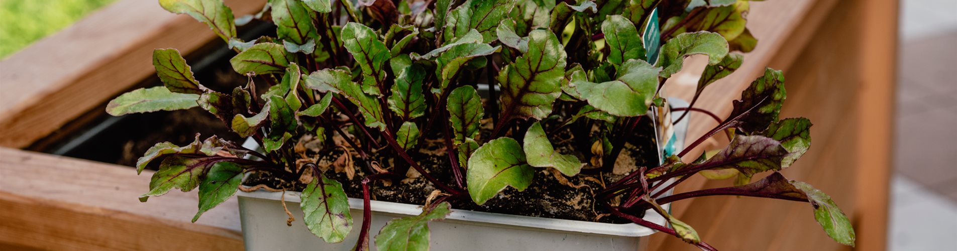 da haben wir den salat da haben wir den salat