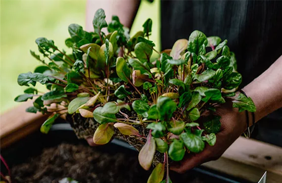 da haben wir den salat 2
