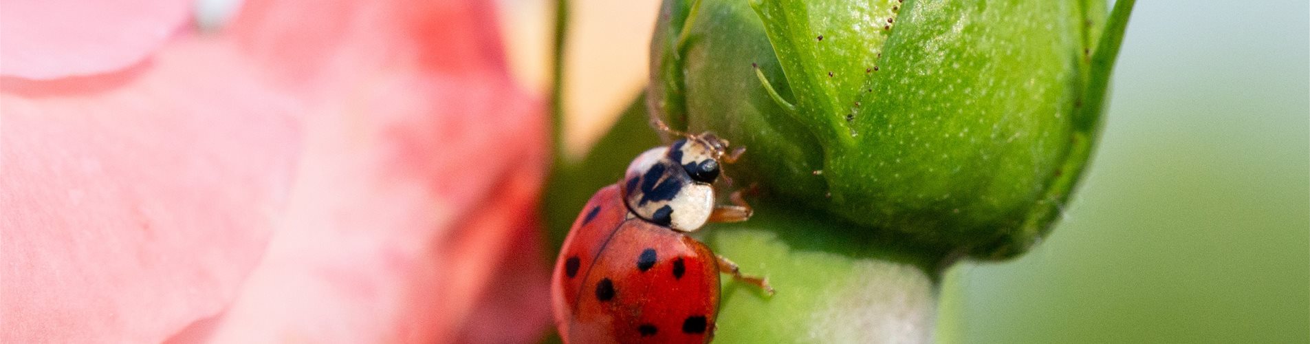 Marienkäfer auf einer Rose Marienkäfer auf einer Rose