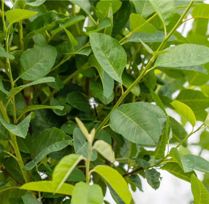 Säulen-Felsenbirne 'Rainbow Pillar'®