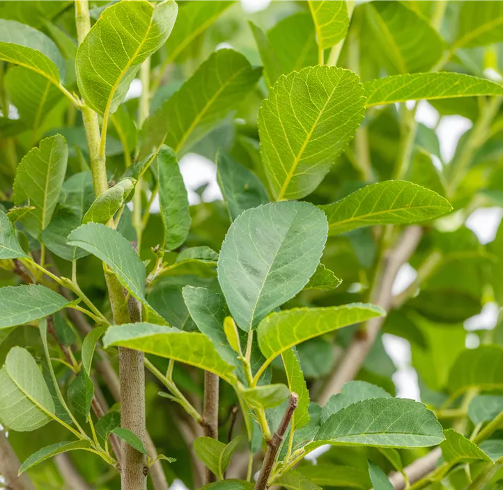 Säulen-Felsenbirne 'Rainbow Pillar'®