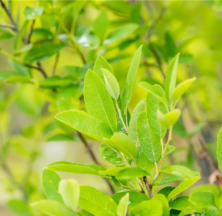 Säulen-Felsenbirne 'Rainbow Pillar'®
