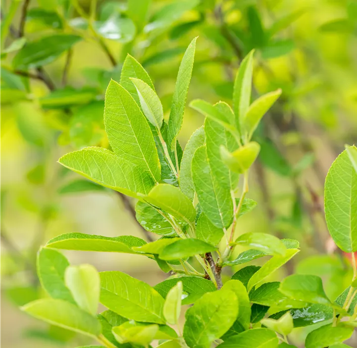 Säulen-Felsenbirne 'Rainbow Pillar'®