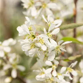 Amelanchier lamarckii Rainbow Pillar (Lieferartikel)