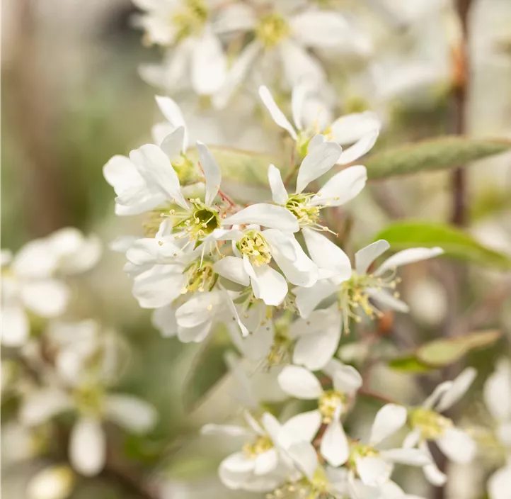 Säulen-Felsenbirne 'Rainbow Pillar'®