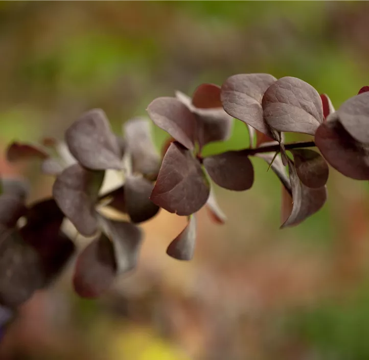 Große Blutberberitze 'Superba'