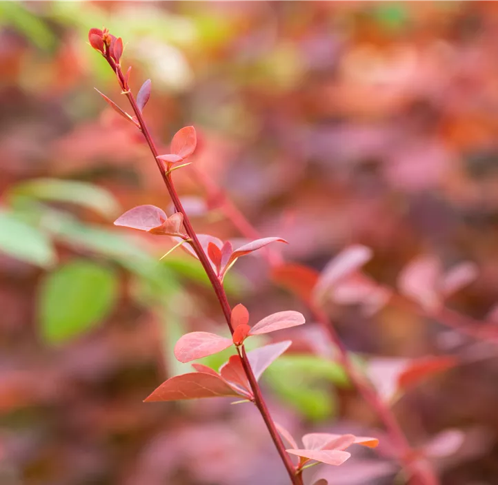 Große Blutberberitze 'Superba'