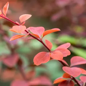 Berberis ottawensis Superba (Lieferartikel)