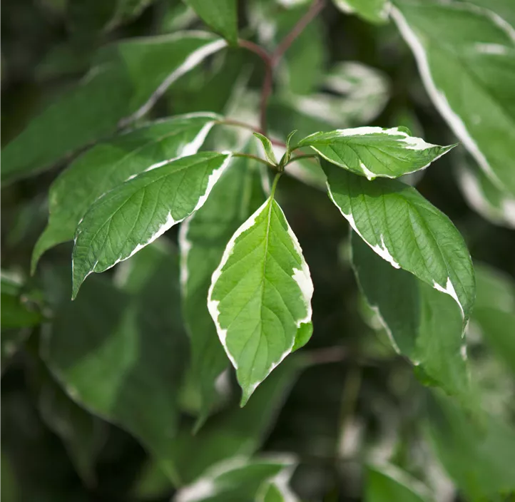 Hartriegel 'Elegantissima'
