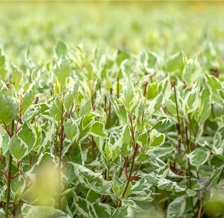 Hartriegel 'Elegantissima'