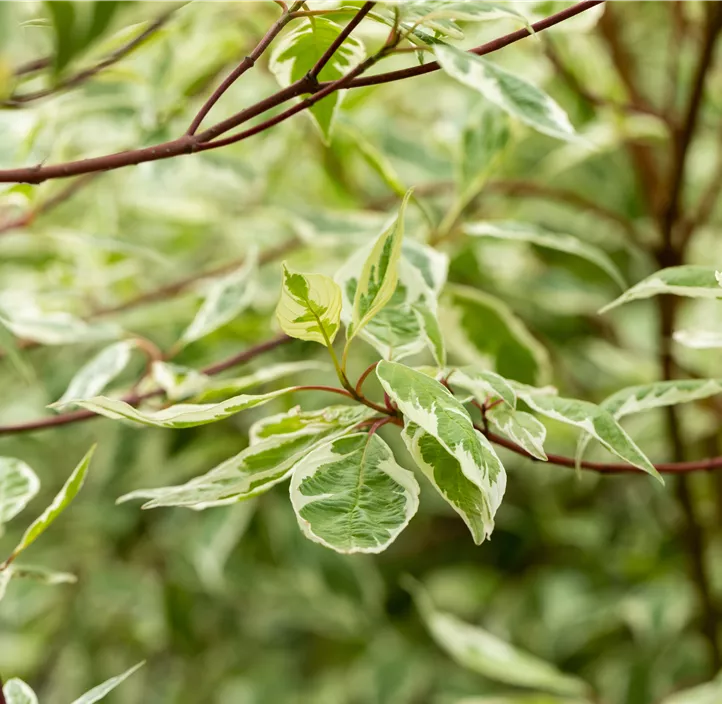 Hartriegel 'Elegantissima'