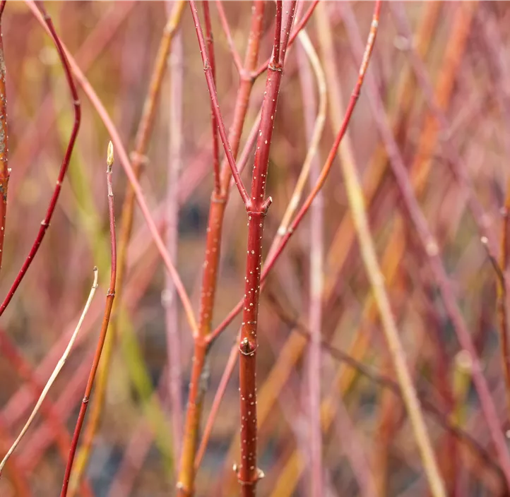 Hartriegel 'Elegantissima'
