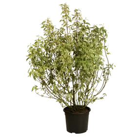 Cornus alba Argenteomarginata (Lieferartikel)