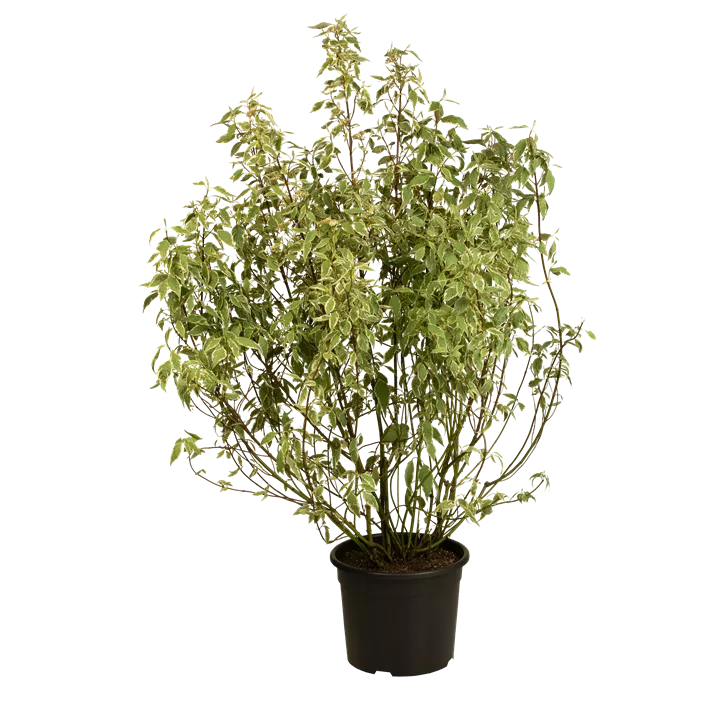 Hartriegel 'Elegantissima'