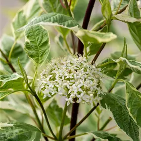 Cornus alba Argenteomarginata (Lieferartikel)