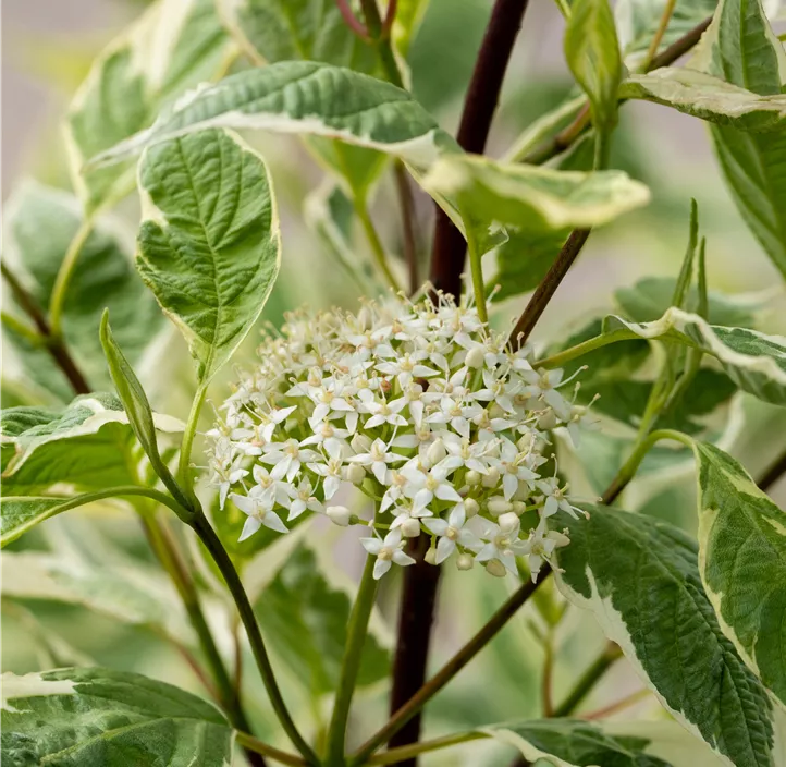 Hartriegel 'Elegantissima'