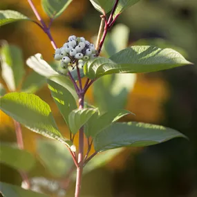 Cornus alba Siberian Pearls (Lieferartikel)