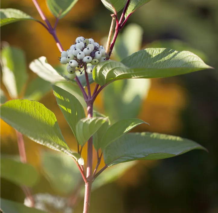 Hartriegel 'Siberian Pearls'
