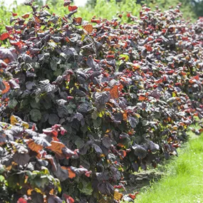 Corylus avellana Rotblättrige Zellernuss (Lieferartikel)