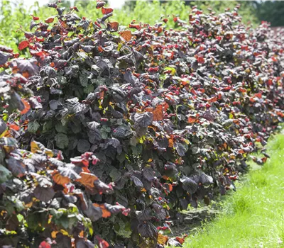 Corylus avellana Rotblättrige Zellernuss (Lieferartikel)