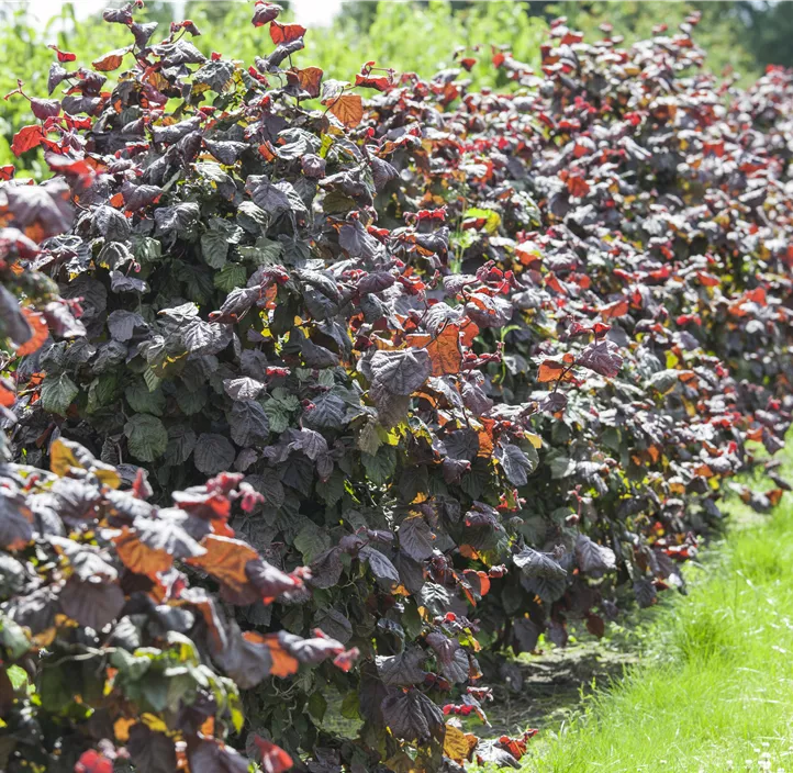 Großfrüchtige Waldhasel 'Rotblättrige Zellernuss'