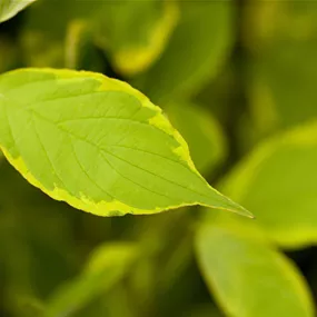 Cornus alba Spaethii (Lieferartikel)