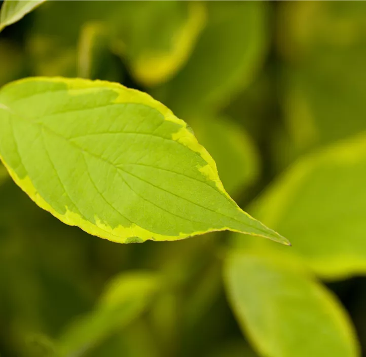 Gelbbunter Hartriegel 'Spaethii'