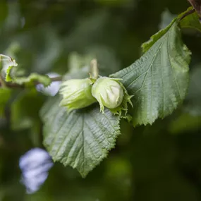 Corylus avellana Webbs Preisnuss (Lieferartikel)