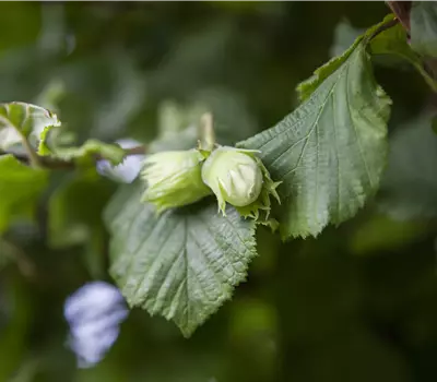 Corylus avellana Webbs Preisnuss (Lieferartikel)