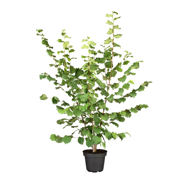 Haselnuss 'Webbs Preisnuss'