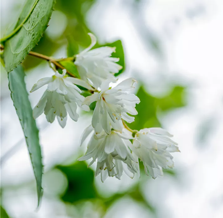 Sternchenstrauch 'Pride of Rochester'