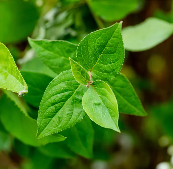 Sternchenstrauch 'Pride of Rochester'