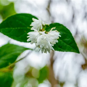 Deutzia scabra Pride of Rochester (Lieferartikel)