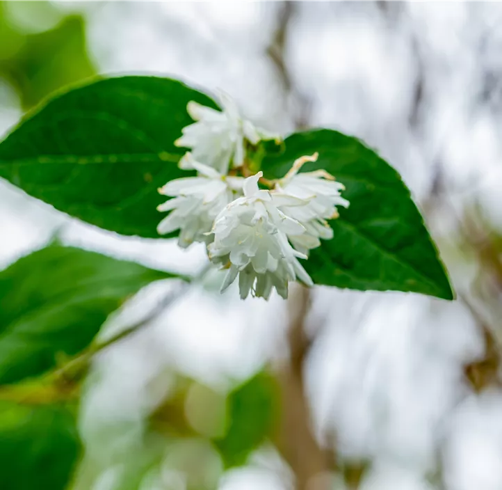 Sternchenstrauch 'Pride of Rochester'