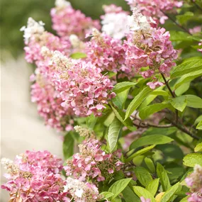 Hydrangea paniculata Pinky Winky (Lieferartikel)