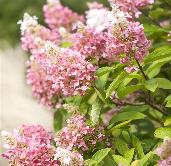 Rispenhortensie 'Pinky Winky'®