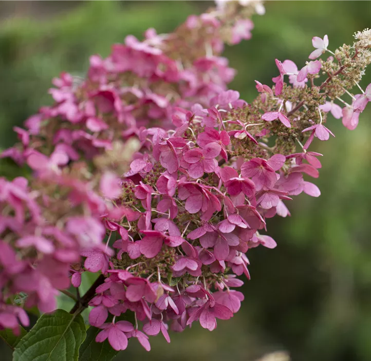 Rispenhortensie 'Pinky Winky'®