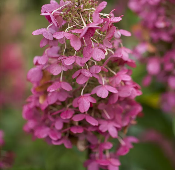 Rispenhortensie 'Pinky Winky'®