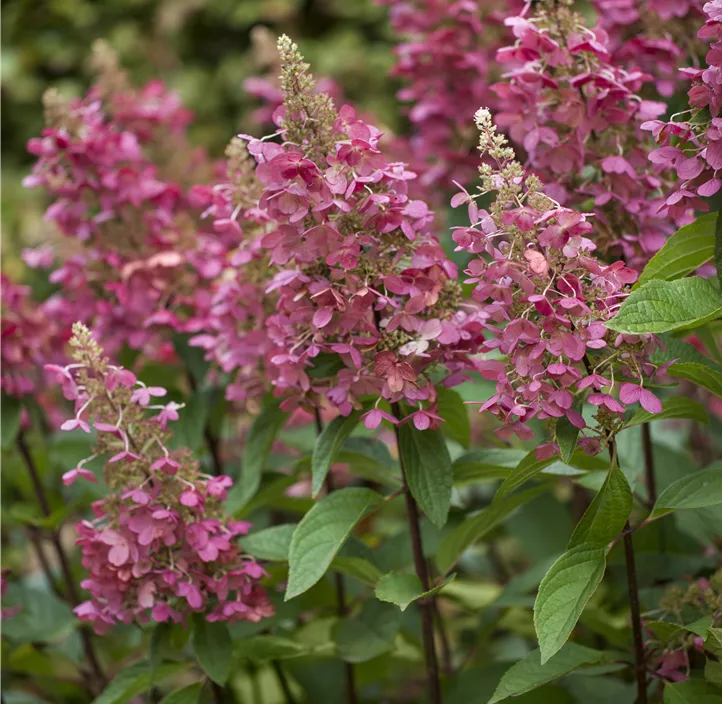 Rispenhortensie 'Pinky Winky'®