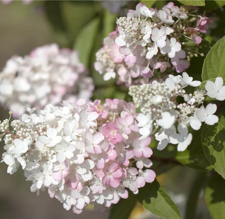 Rispenhortensie 'Pinky Winky'®