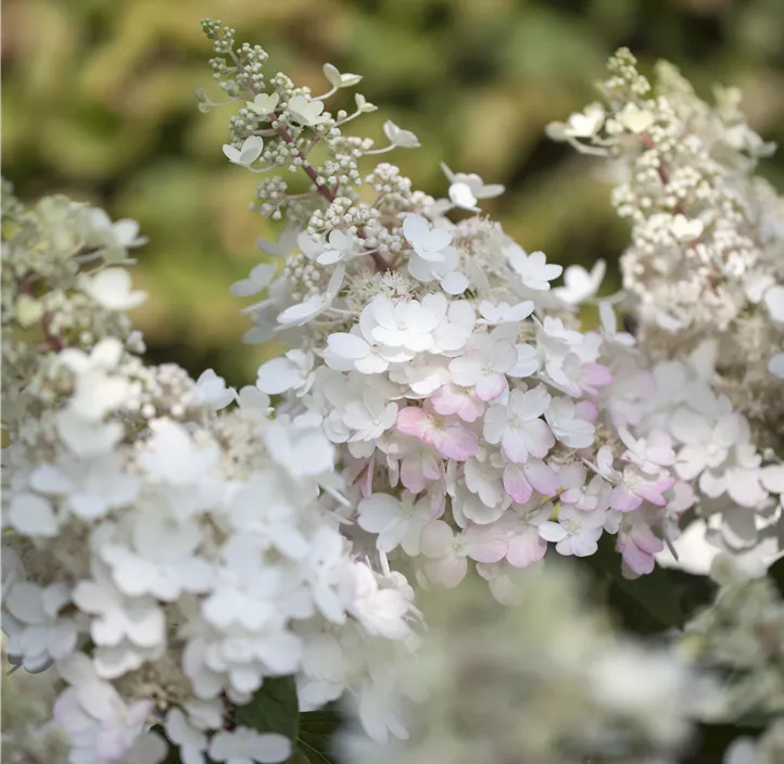 Rispenhortensie 'Pinky Winky'®