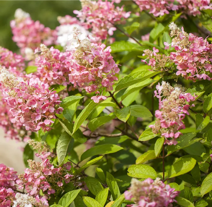 Rispenhortensie 'Pinky Winky'®