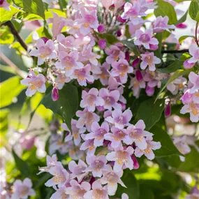 Kolkwitzia amabilis Rosea (Lieferartikel)