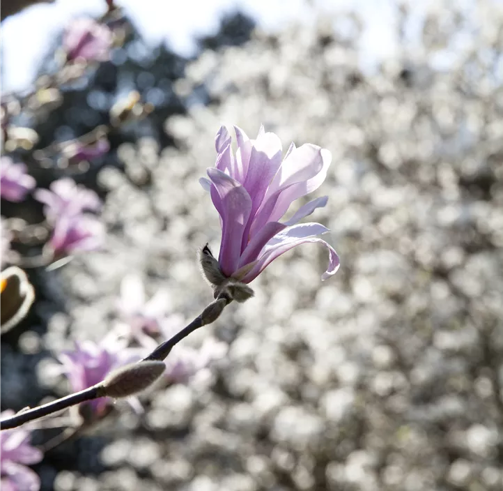 Purpurmagnolie 'Betty'