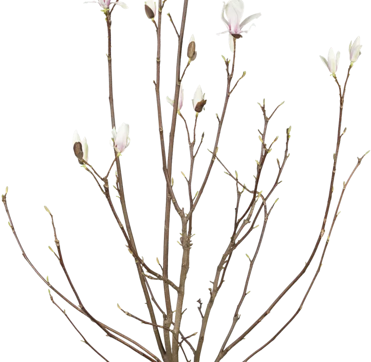 Purpurmagnolie 'Betty'